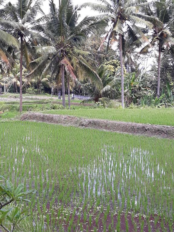 Umah Dangin Guest House Ubud Eksteriør bilde