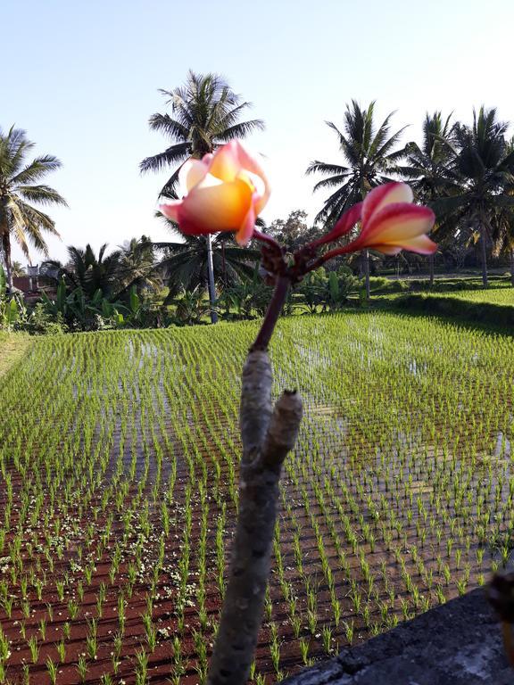 Umah Dangin Guest House Ubud Eksteriør bilde
